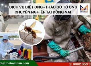 dich vu diet ong tai nha 169fec05