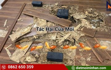 tac hai cua moi 1b2f1dce