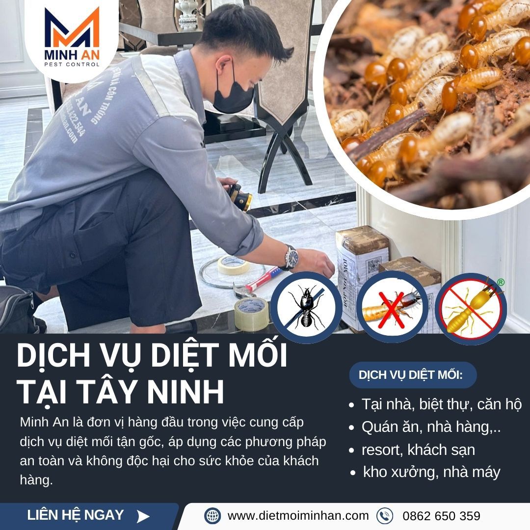 Dịch vụ diệt mối tại tây ninh