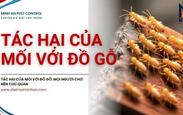 tac hai cua moi voi do go 2a678c0a