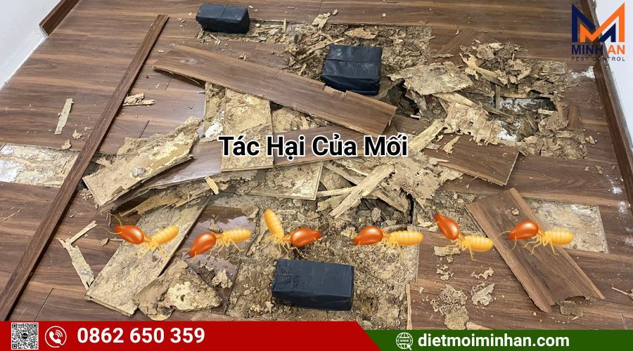 Tác hại của mối