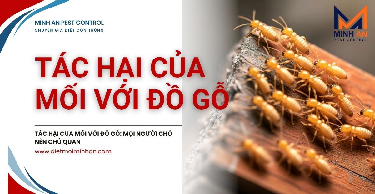 Tác hại của mối với đồ gỗ