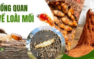 tong quan ve loai moi 82d177ba