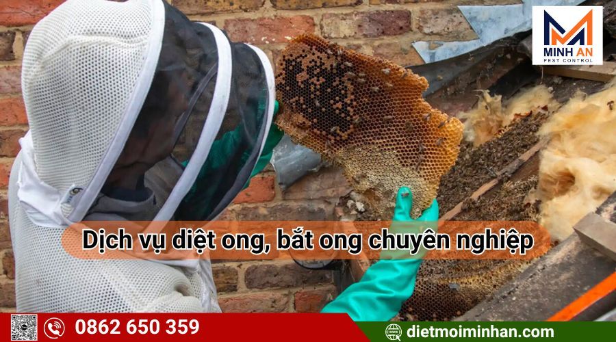 Dịch vụ bắt diệt ong