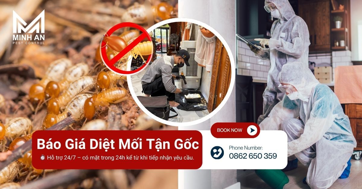 Báo giá diệt mối
