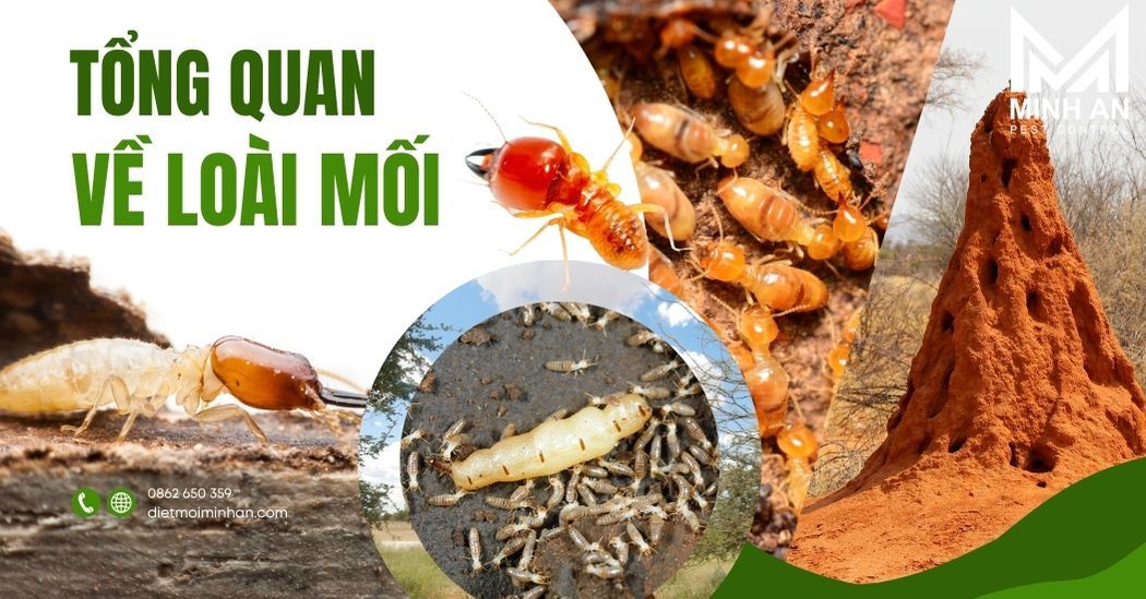 Tổng quan về loài mối