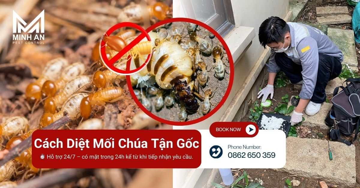 Cách diệt mối chúa