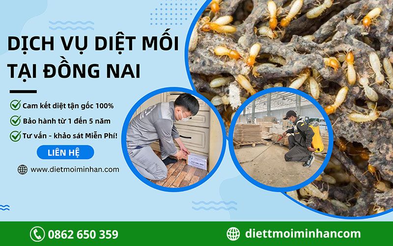 Dịch vụ diệt mối tại Đồng Nai