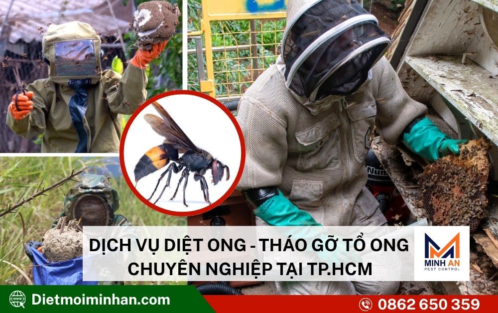 Dịch vụ diệt tổ ong tại TP.HCM