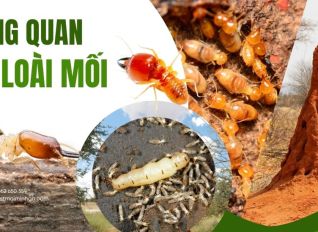 tong quan ve loai moi e2e6e778