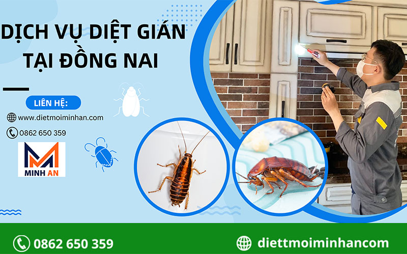 Dịch vụ diệt gián tại Đồng Nai