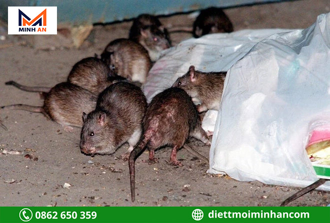 Lý do nên diệt chuột