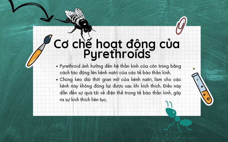 Cơ chế hoạt động của pyrethroids