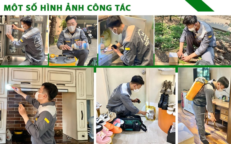 Hình ảnh thi công diệt kiến