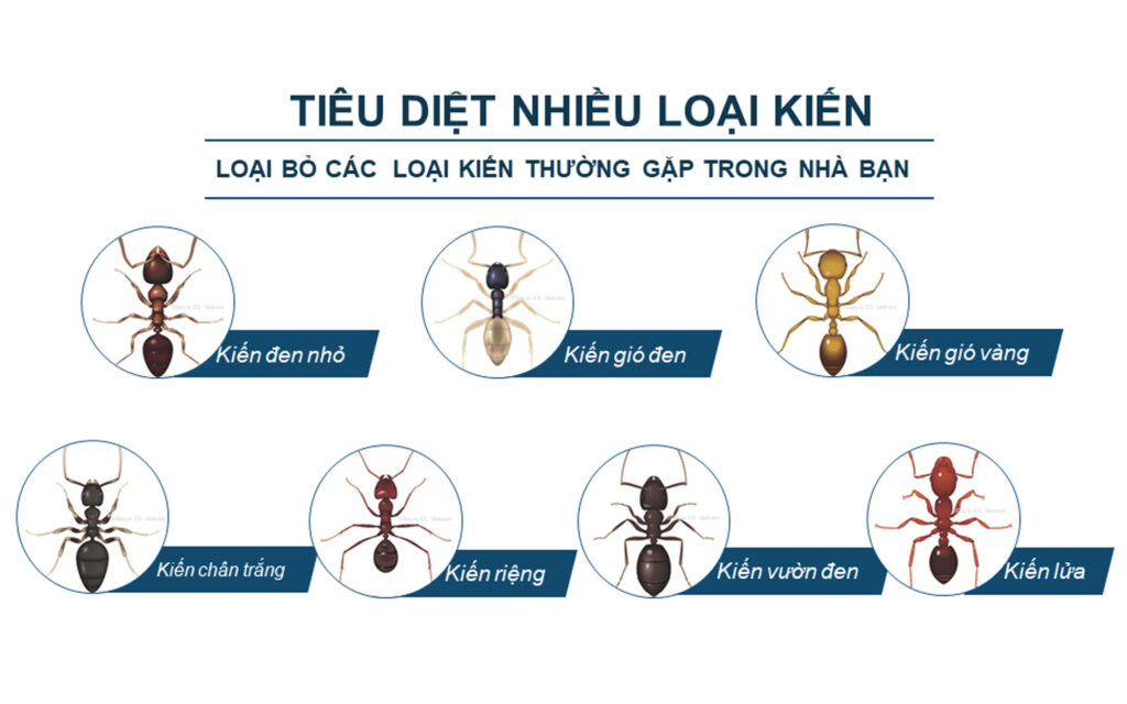 Diệt tận gốc các loài kiến