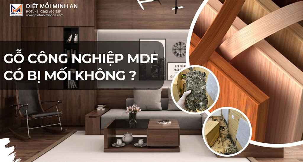 Gỗ công nghiệp MDF có bị mối không?