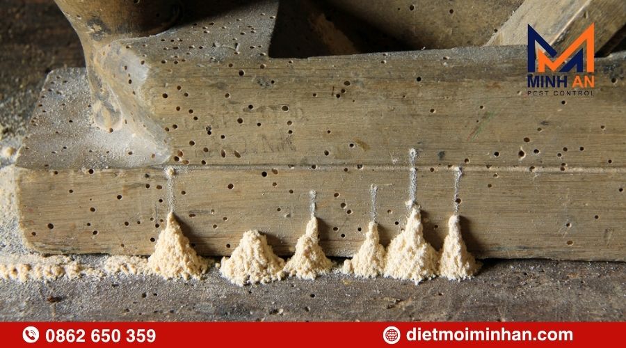Dấu hiệu nhận biết mọt