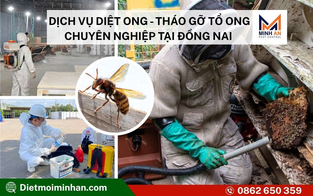 Dịch vụ diệt ong tại nhà
