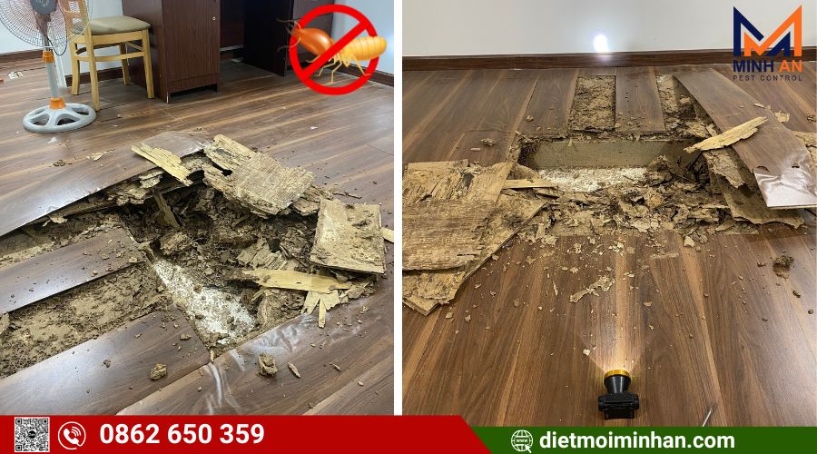 Mối xông phá nội thất công trình