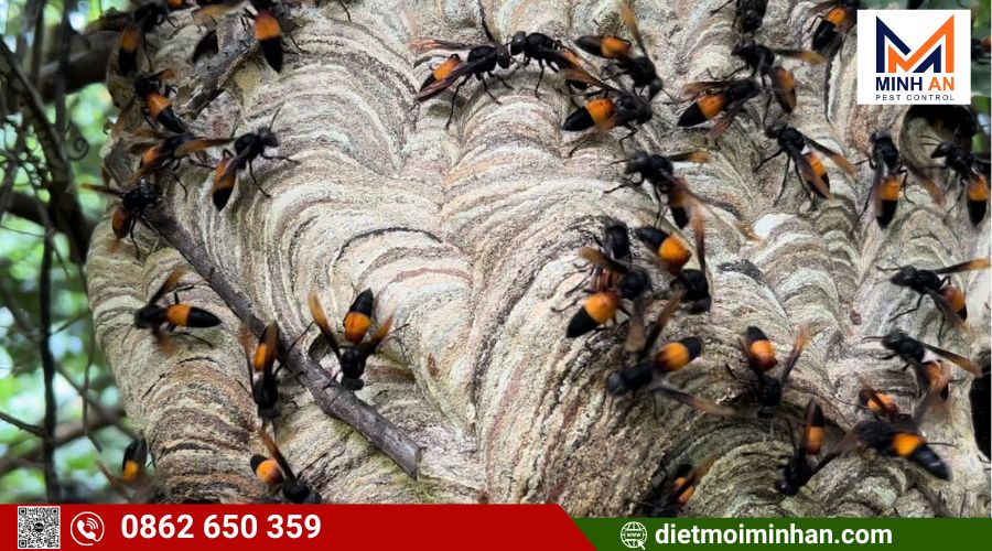 Cách nhận biết tổ ong nguy hiểm