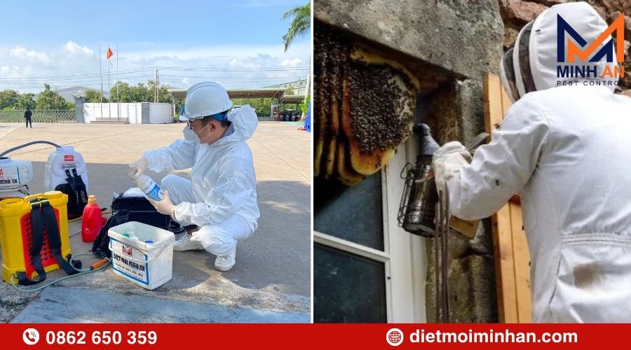 Dịch vụ diệt ong tại Đồng Nai