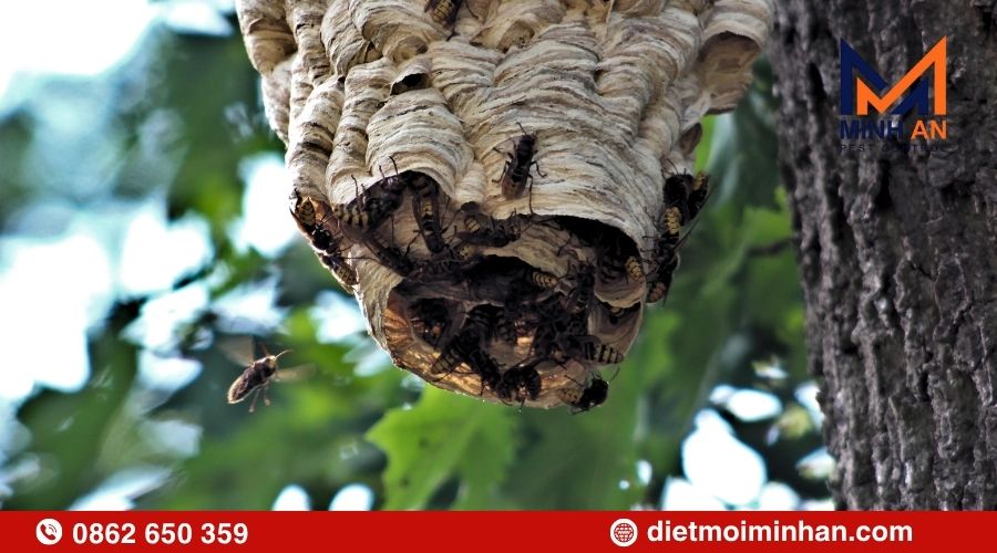 Khi nào cần dịch vụ diệt ong?