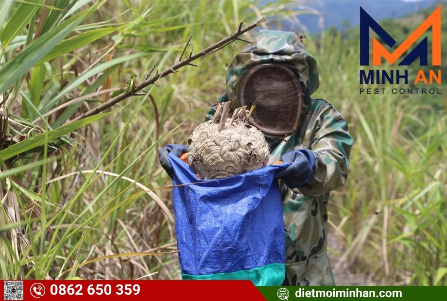 Dịch vụ diệt tổ ong tại TP.HCM – Minh An | Nhanh, An Toàn, Giá Rẻ, 24/7 Kỹ thuật viên Minh An đang xử lý tổ ong tại nhà dân