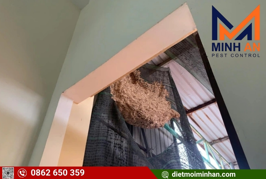 Dịch vụ diệt tổ ong tại TP.HCM – Minh An | Nhanh, An Toàn, Giá Rẻ, 24/7 Ong làm tổ trong nhà