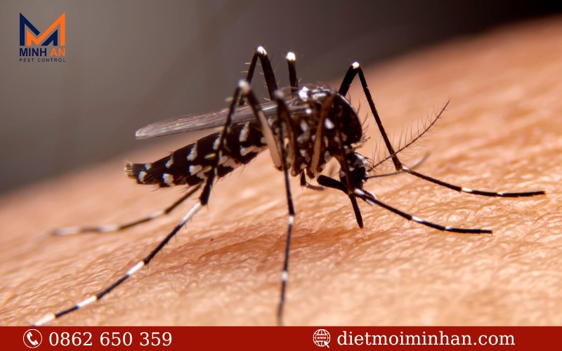 Tại sao cần phun thuốc diệt muỗi
