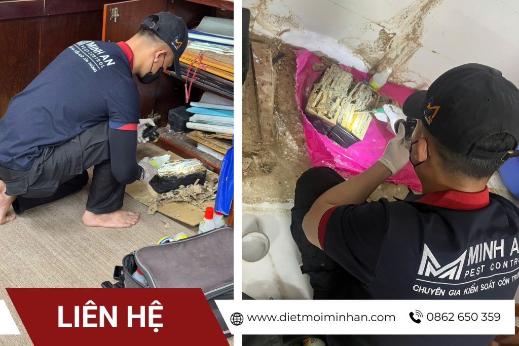 diệt mối minh an tại lâm đồng uy tín