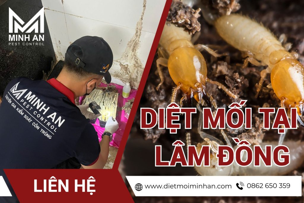 Diệt mối tại Lâm Đồng