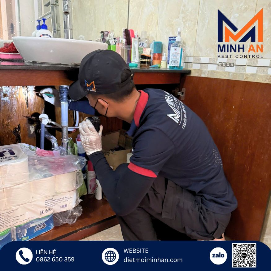 Khảo sát mối tại Gò Vấp