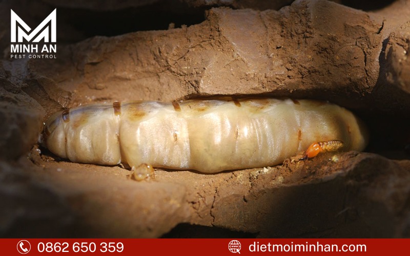 Mối chúa sống ở đâu