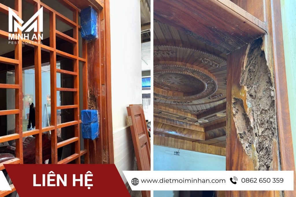 mối phá hoại nhà gỗ tại lâm đồng
