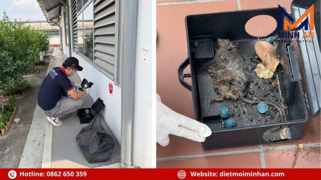 Tại sao nên chọn dịch vụ diệt chuột Minh An