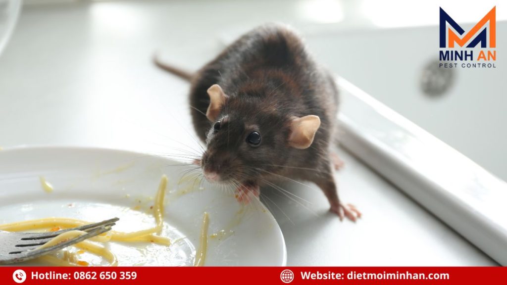 Vì sao nên diệt chuột