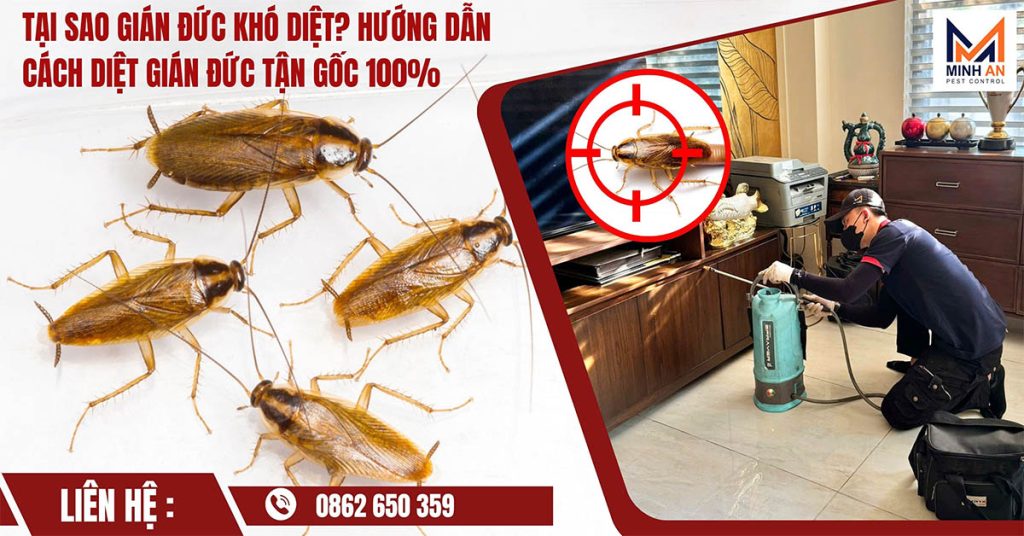 Cách diệt gián Đức tận gốc