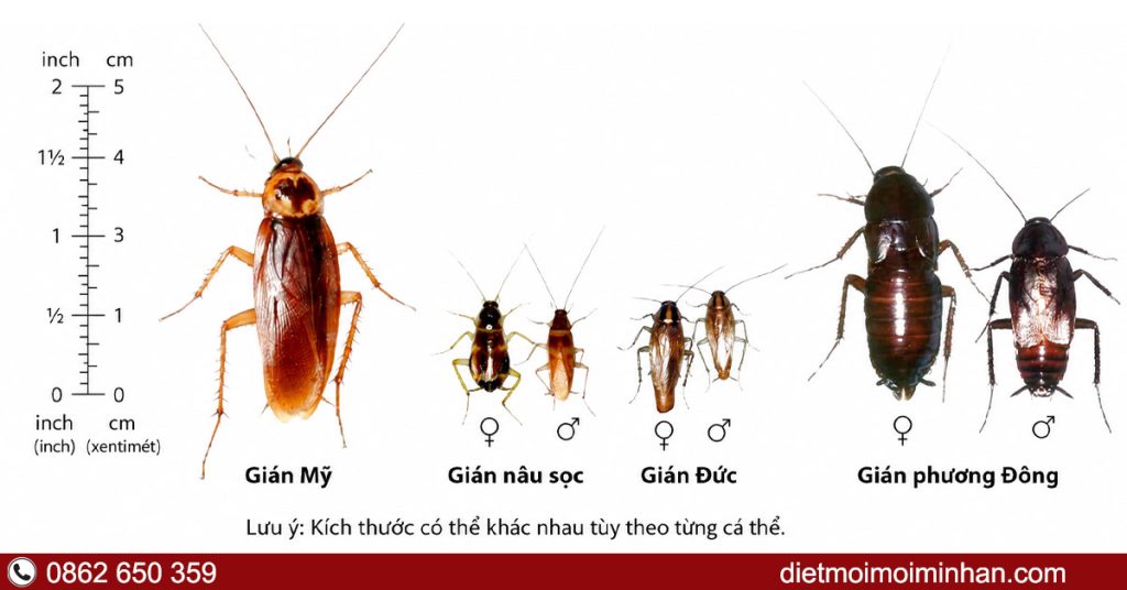 Cách nhận diện gián đức